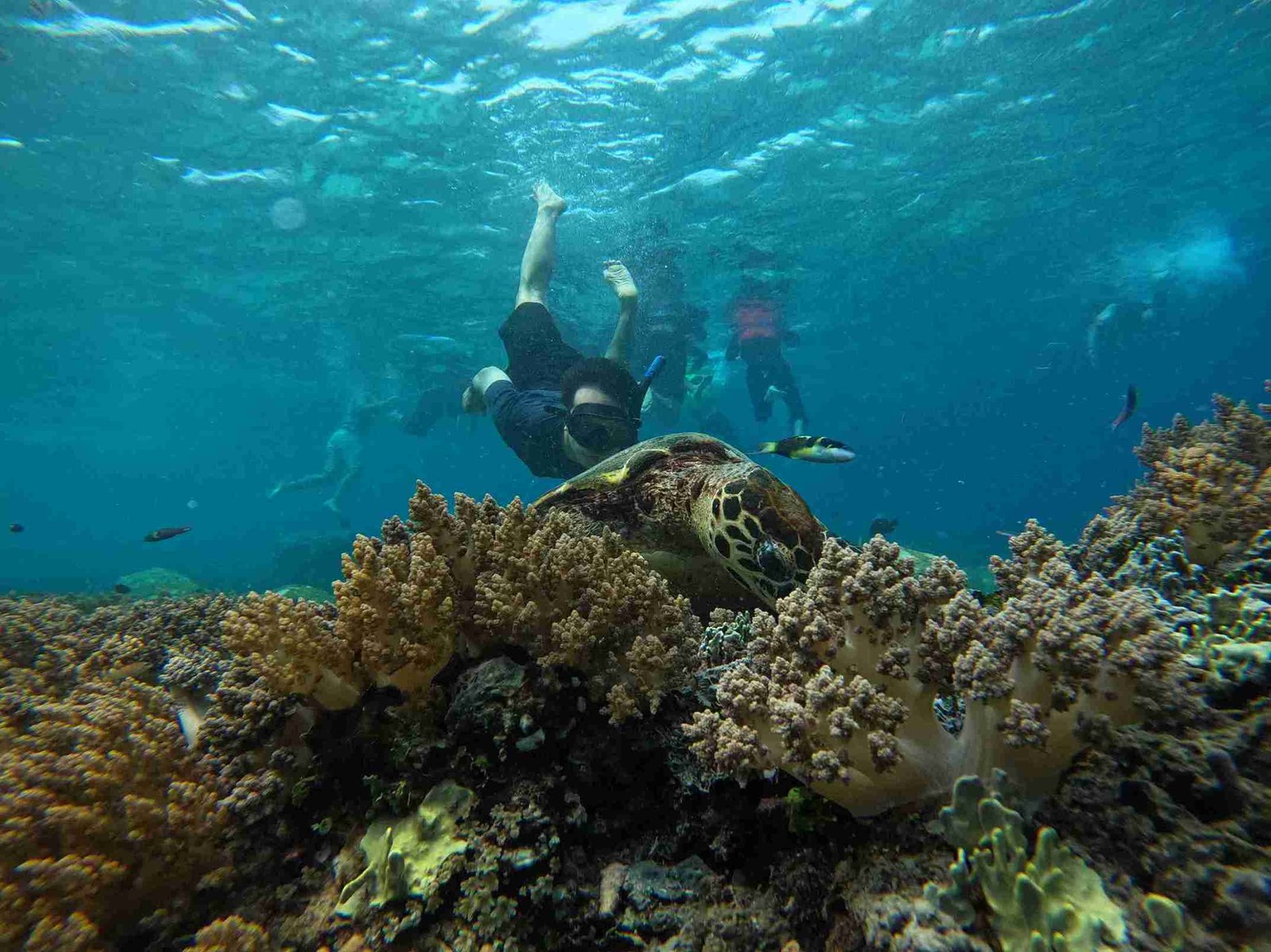 Snorkeling tour Gili Trawangan