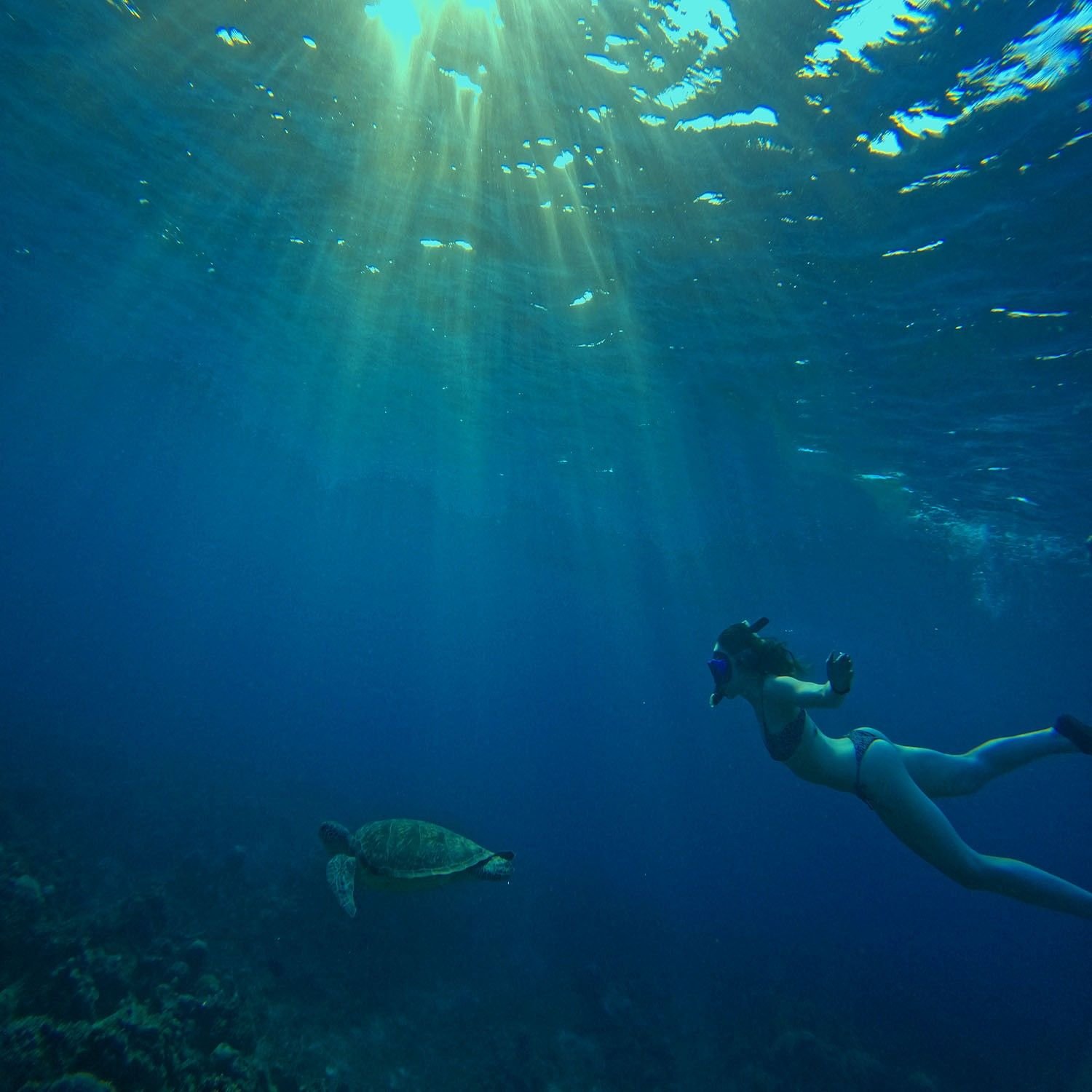 SnorkelingTurtlepoint
