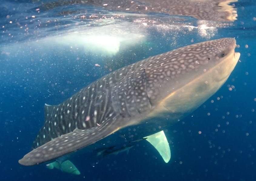 Whale Sharks Point in Saleh Bay